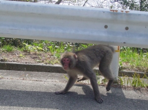 黒根のサル