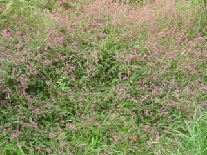 イヌタデ イヌタデ